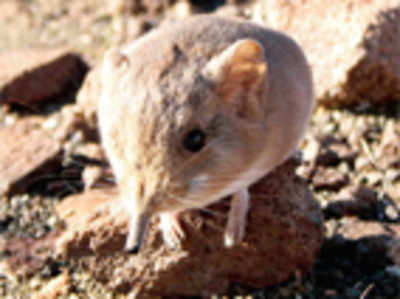 Mouse-like mammal related to elephants discovered