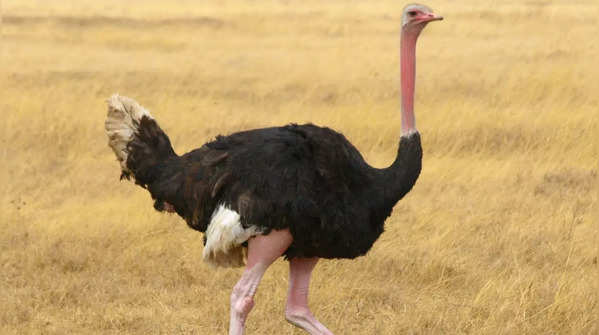 Ostriches