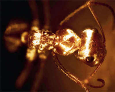 Saharan silver ants use hair to survive Earth’s hottest temperatures