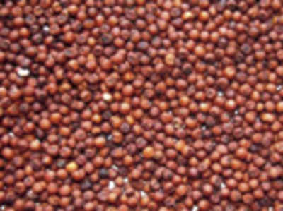 Finger millet becomes ICRISAT’s mandate crop