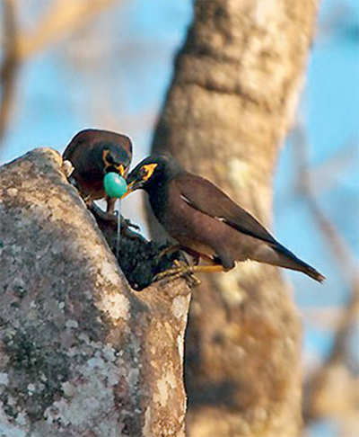 Urban Jungle: The chatty myna of the new city