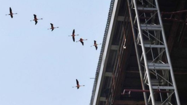 Mumbai Trans-Harbour Link: Years-long study reveals what flamingos are up to