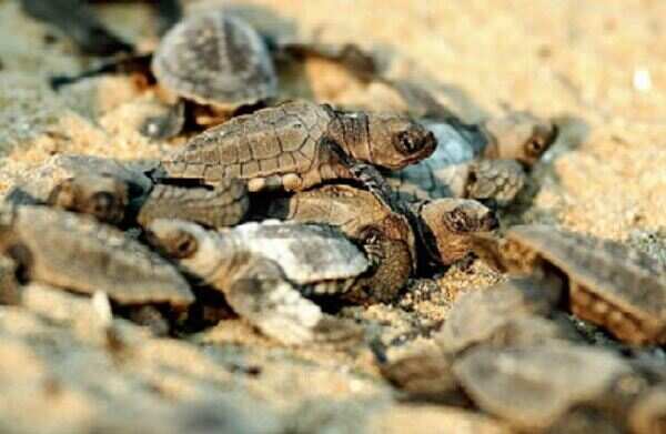 Olive Ridley nesting ends, more eggs laid this season