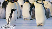 Penguins - Official Teaser 