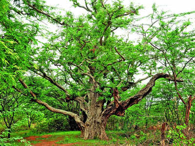 Anybody game to fund Nallur tamarind grove restoration?
