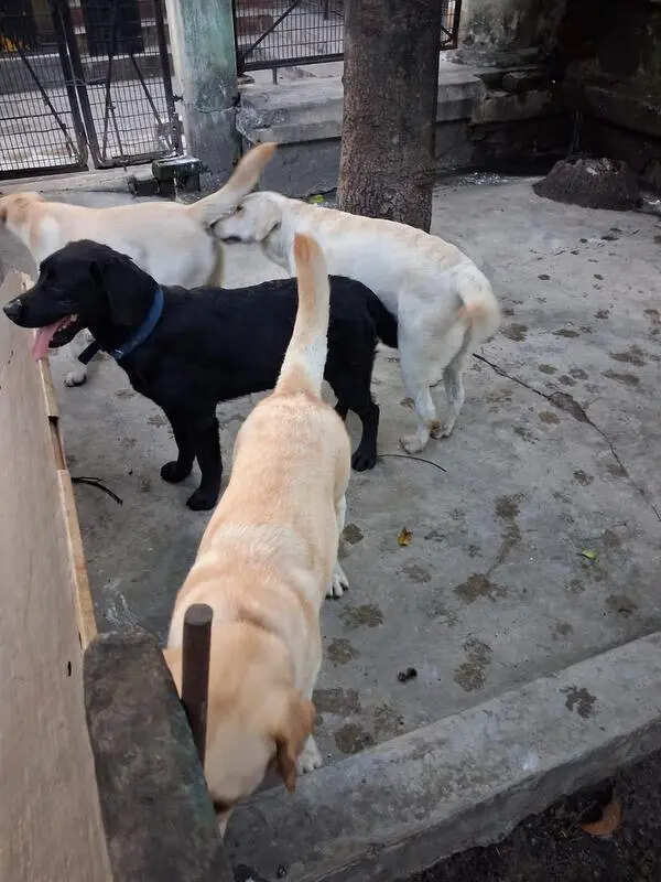 4 sniffer dogs on duty after Gwalior stint