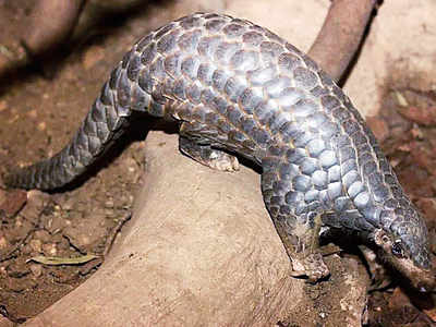 3 held for illegal pangolin scale trade