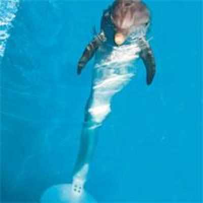 Winter, the dolphin, gets artificial tail