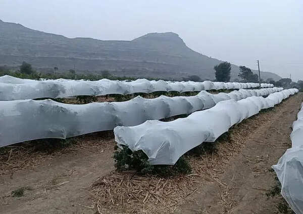 Maharashtra pomegranate farmers use crop covers to save final harvest amid soaring heat