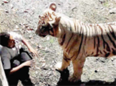 White tiger kills man after he falls 18 feet into its enclosure