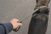 Pet dog owners booked after canine allegedly bites 10 people in Parvati area