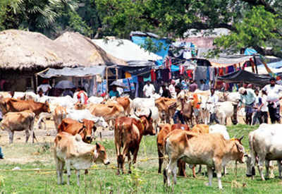 Kerala passes resolution against cattle sale ban