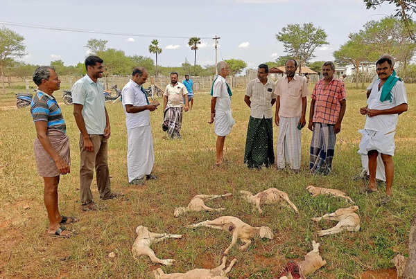 8 goats killed in stray dog attack in Tirupur villages