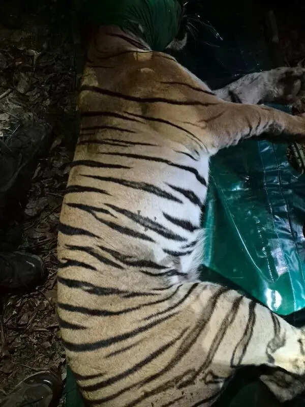 Tigress which killed 4 women in Chandrapur captured