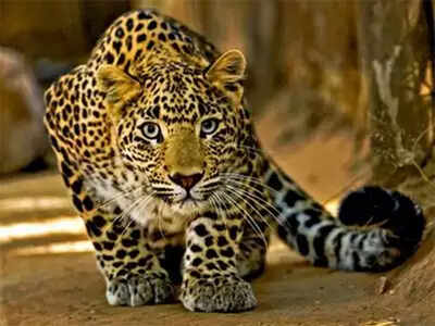 Cameras fitted to capture leopard movements stolen