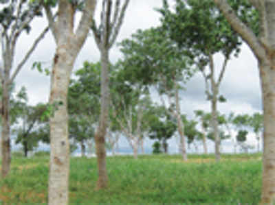 Ignorance axes Ficus trees in Mandya farms