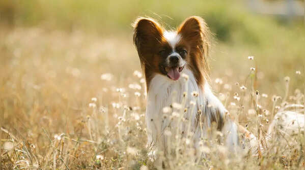 Papillon