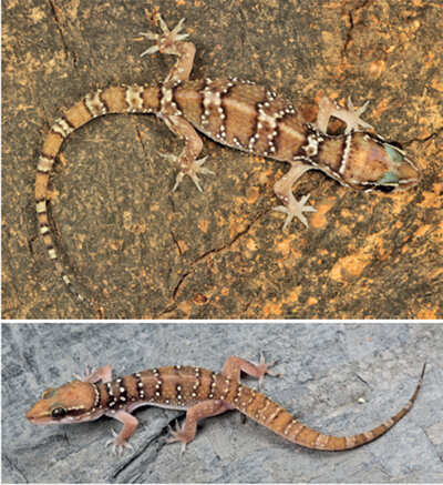 Researchers solve case of geckos’ mistaken identity