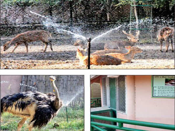 Watermelons for monkeys, glucose for zoo lions to beat April heat
