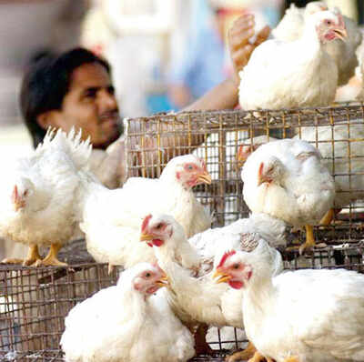 A month that can bring down chicken prices