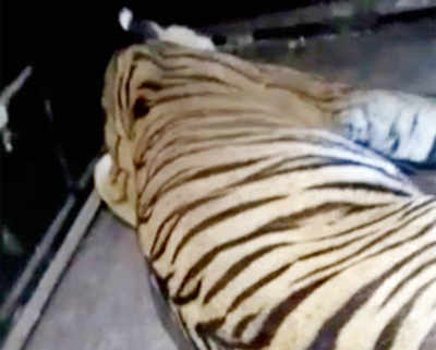 How forest dept is killing tigers
