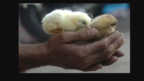 Cruelty towards chickens continues in hatcheries: PETA
