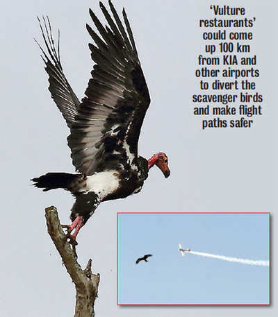 ‘Restaurants’ for vultures to prevent bird-strikes?