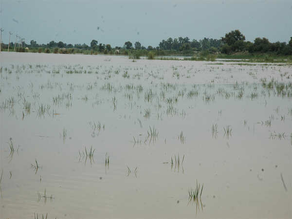 Record paddy production expected this year