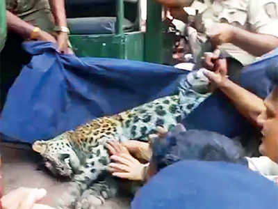 Leopard rescued from Ulhasnagar bungalow