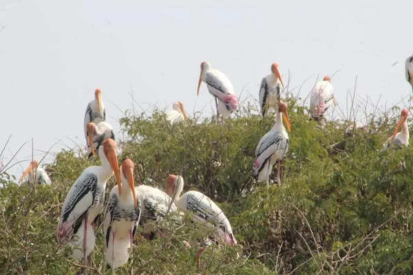 Cradles in canopies: Kokrebellur’s skies full of new life this migratory season
