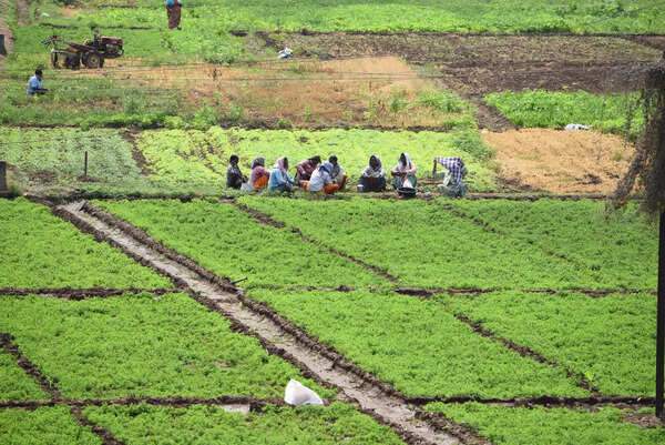 Andhra Pradesh Steps Up Kharif Preparedness as Early Water Release Boosts Paddy Cultivation