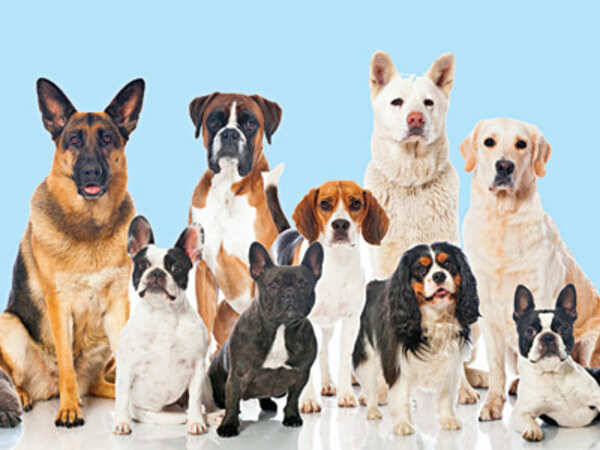 No space for a pet at home? Go for online adoption