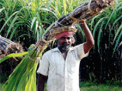 New drip irrigation mission for sugarcane farming