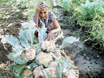Markets shut, vegetables rot in the farms of Vasai