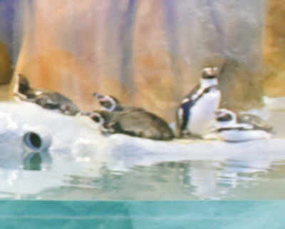 Come, watch the penguins at Byculla Zoo today