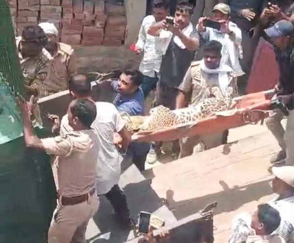 Leopardess enters house in Bahraich, injures 3