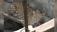 On cam: Leopard rescued from well in Gujarat 