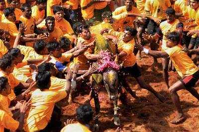 Pro-jallikattu protestors picket Madurai Collectorate