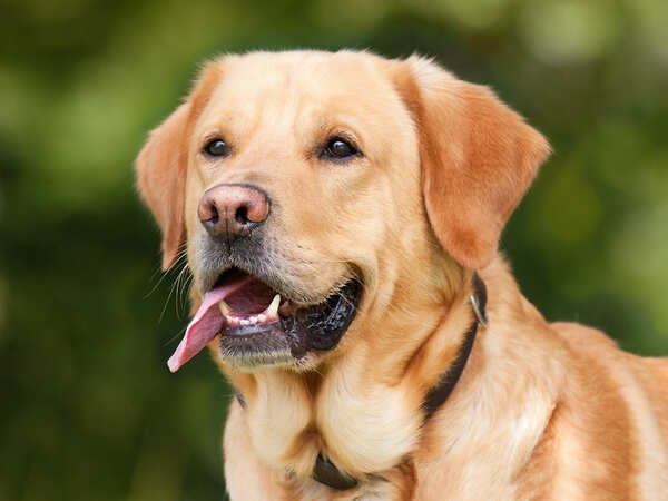 Attack on strays: Police yet to file FIR, rights activists lodge second complaint