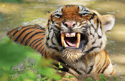 Another tiger death in state