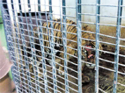 Aged tiger loses an eye in catfight in Bandipur forest