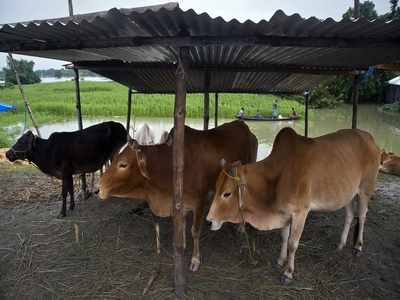 Maharashtra: Two vehicles with cattle for slaughter seized, 4 arrested