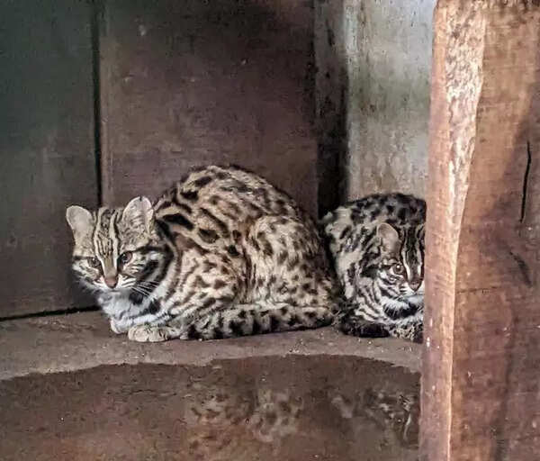 Chennai’s Vandalur zoo gets Himalayan black bear and leopard cats
