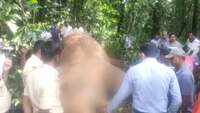 Watch: Elephant allegedly electrocuted to death in Karnataka 