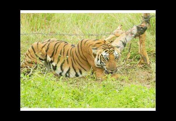 Move to shift tourist facilities out of Nagarahole reserve
