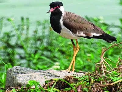 Survey at Dorekere Lake reveals 48 distinct birds