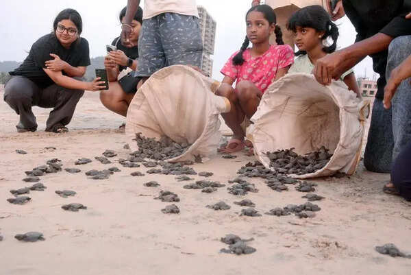 AP targets over 7 lakh Olive Ridley eggs this season