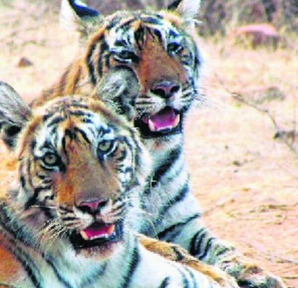 Who is afraid of tigers in Wayanad?