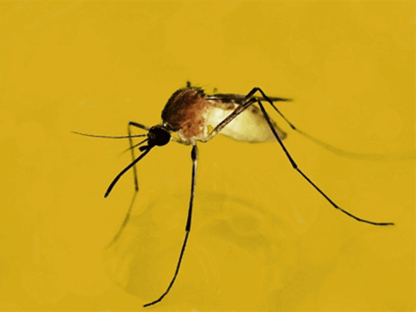 Zika virus set to hit India?