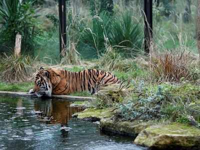 Byculla Zoo to get two tigers from Aurangabad tomorrow